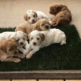 Cockapoo Puppies from Maple’s Cockapoo Puppies