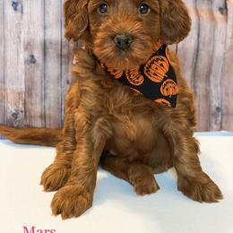 Goldendoodle Puppies from Zink Doodles