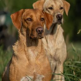 Labrador Retrievers from Essayons Gundogs