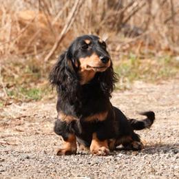Muninn 2500dollars - Black and cream male Dachshund puppy in Crystal, Michigan from Mare-bella Dachshunds
