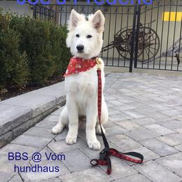 Berger Blanc Suisse and German Shepherd Puppies from Vom Hundhaus German Shepherds