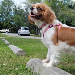 Rayne - Cavalier King Charles Spaniel