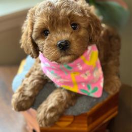 Butterscotch - male Cavapoochon puppy in Waldron, Arkansas from Kay’s Cutie Poos