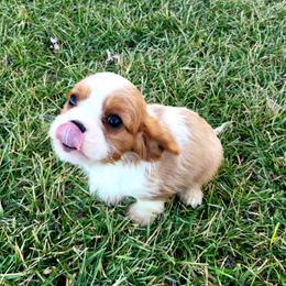 Cavalier King Charles Spaniel Puppies from Puppyloversplace