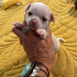 Aldo - Cream and white male Chihuahua puppy in Summerfield, Florida from Uey’s Chihuahuas