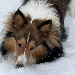 Shetland Sheepdogs from Whispering Pines Shelties