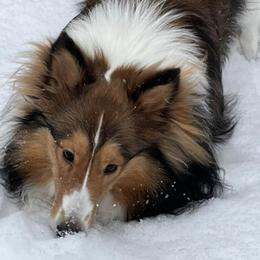 Shetland Sheepdogs from Whispering Pines Shelties