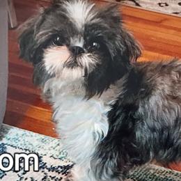 Bella - Shih Tzu