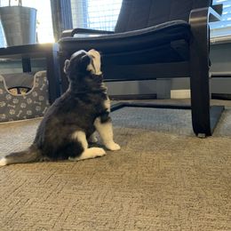 Siberian Husky Puppies from Myths and Legends Siberian Huskies