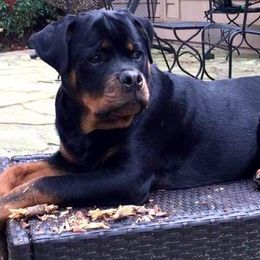 Rottweiler Puppies from Brooks Rottweilers