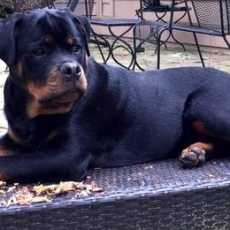 Rottweiler Puppies from Brooks Rottweilers