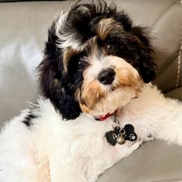 Ace - Tri-color male Cavapoo puppy in Cameron, South Carolina from Sassy Sailor & Company