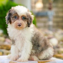 Shaw - Blue merle male Bernedoodle puppy in Dundee, Ohio from Down Home Doodle