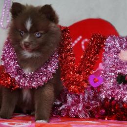 Pomsky, Rottweiler, Shetland Sheepdog, and Toy Shetland Sheepdog Puppies from Mountain High Kennels