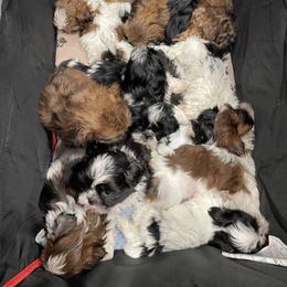 Shih Tzu Puppies from Aloha Shih Tzu