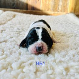 BB1 - Black and white male Basset Hound puppy in Britton, South Dakota from K&S Canines