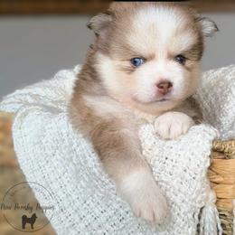 Benny - Lavender male Pomsky puppy in Menahga, Minnesota from Mini Pomsky Puppies