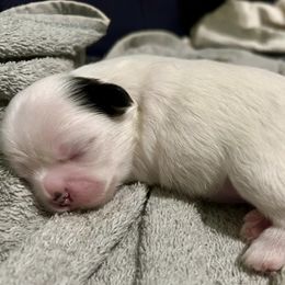 Shih Tzu Puppies from Magnolia Small Breeds