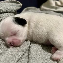 Shih Tzu Puppies from Magnolia Small Breeds