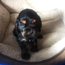 Cocker Spaniel Puppies from North Country Cockers