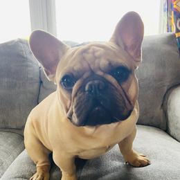 Maui - French Bulldog