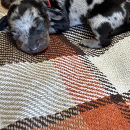 Dachshund Puppies from Wonderland Weenies