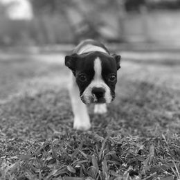 Boston Terrier Puppies from I Love Pups