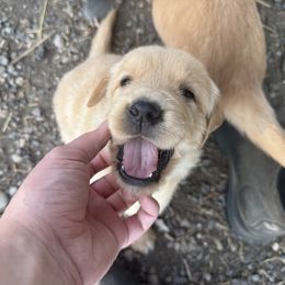 Golden Retriever puppies from The Wildfire Ranch