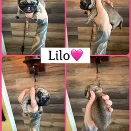 Lilo - Fawn female Pug puppy in Winter Haven, Florida from The Pugarazzi