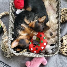 Biewer Terrier and Yorkshire Terrier Puppies from 1.StarDreamPups