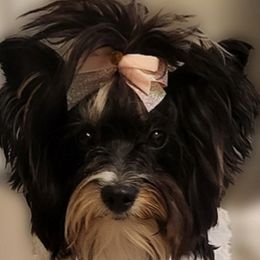 Yorkshire Terriers from Yorkie Avenue