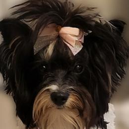 Yorkshire Terriers from Yorkie Avenue