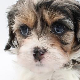Cavalier King Charles Spaniels, Cavapoos, Havanese, and Havapoos from Grayfinn House