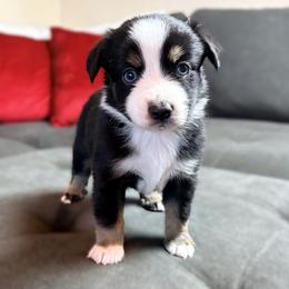 Toby (AKC and ASDR) - Black tri male Miniature American Shepherd puppy in Stockton, Missouri from Kizmit Farmz