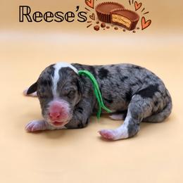 Reese's - Blue merle male Aussiedoodle puppy in Paragould, Arkansas from AC Doodles & Corgis