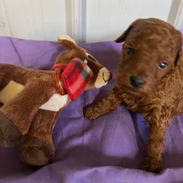 Nicholas - Red  male Poodle puppy in Lawrenceburg, Tennessee from LUV Poodles and Maltipoos
