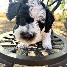 Jelly Bean - Parti male Poodle puppy in Acampo, California from Kennison Lane Poodles