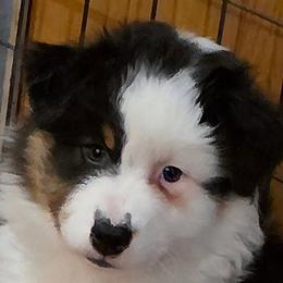 Sadie - Black tri-color female Australian Shepherd puppy in Red Oak, Texas from Wildwing Aussies