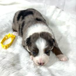Trixi - Blue merle female Australian Shepherd puppy in Vail, Iowa from Homegrown Huskies