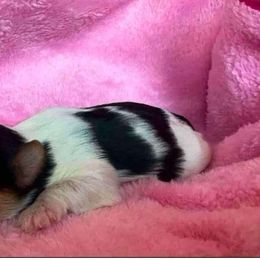 Breeze - Parti Yorkshire Terrier puppy in Atlanta, Georgia from Vanessa Alvarez