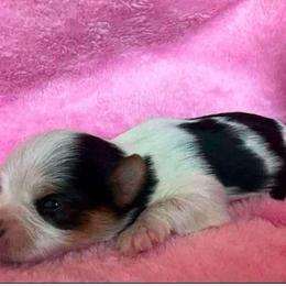 Breeze - Parti Yorkshire Terrier puppy in Atlanta, Georgia from Vanessa Alvarez