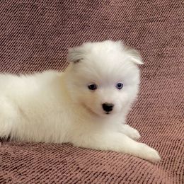 Girl 1 - Merle Pomsky puppy in Dingmans Ferry, Pennsylvania from Azura Pomskies