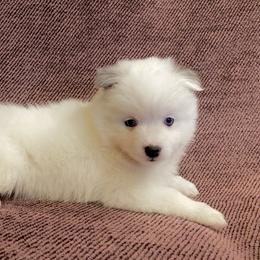 Girl 1 - Merle Pomsky puppy in Dingmans Ferry, Pennsylvania from Azura Pomskies