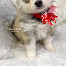 Shelby - Silver female Pomsky puppy in Sheffield, Iowa from Clover Ridge Pomskies