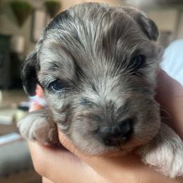 Liberty - Blue merle female Aussiedoodle puppy in Knoxville, Tennessee from Legacy Farm