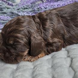 AKC Marsali - Sable female Cocker Spaniel puppy in Morristown, Tennessee from Down in the Holler