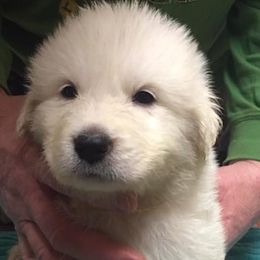 Great Pyrenees from Lecteur Kennels