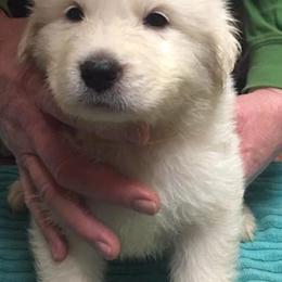 Great Pyrenees from Lecteur Kennels