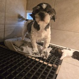 Loddypop - Shih Tzu
