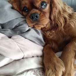 Cavalier King Charles Spaniel Puppies from Malikim Cavaliers